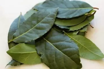 LAUREL (Laurus nobilis) - Wapi Chilwe