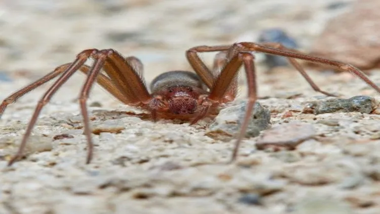 ¿QUE HACER SI ME PICA UNA ARAÑA DE RINCÓN? Imagen aviso weblog Wapi Chilwe